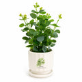 Artificial Green Fittonia Plant with Decorative Ceramic Pot