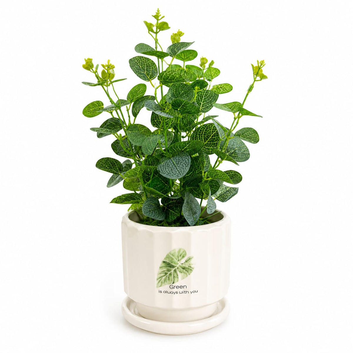 Artificial Green Fittonia Plant with Decorative Ceramic Pot