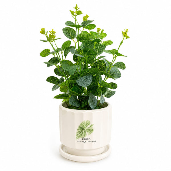 Artificial Green Fittonia Plant with Decorative Ceramic Pot